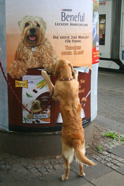 Beneful - Dog Advertising