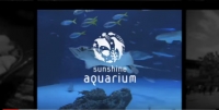 Penguin NAVI - Sunshine Aquarium