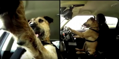 MINI / SPCA &quot;Driving Dogs&quot;